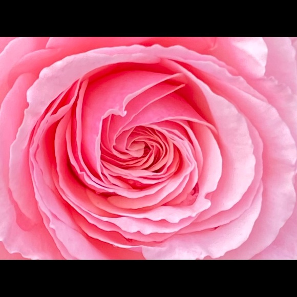 Meet your Posher, Dee - Picture 1 of 1